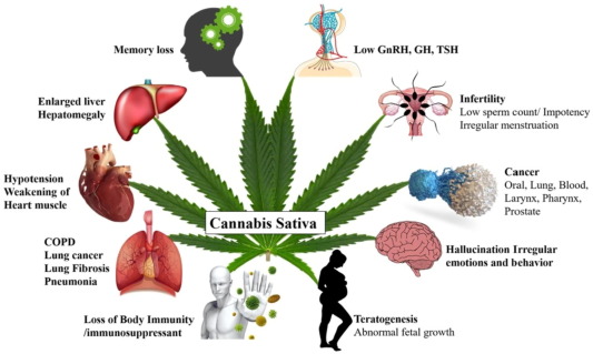 How Delta 9 THC Influences Mood and Emotion?